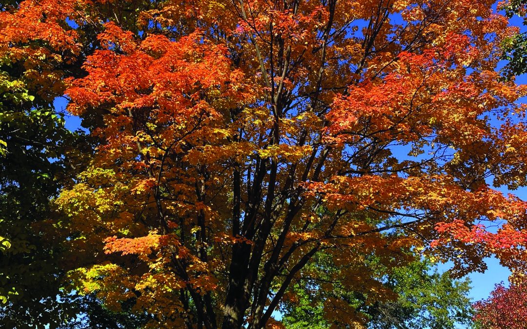 Trees add fall beauty to Bethany campus